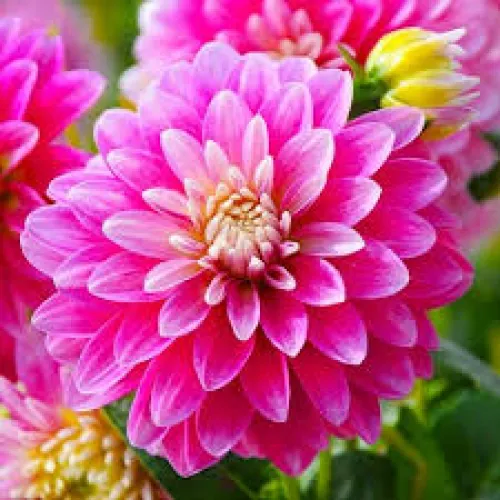 Dahlia Gallery Rembrandt 